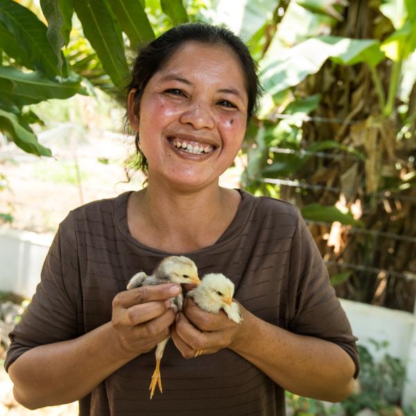 Baby chicks