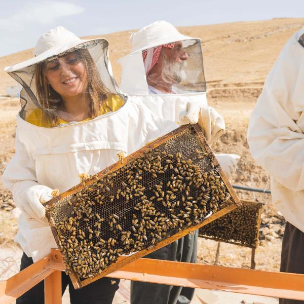 Provide Honeybees