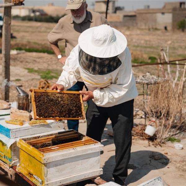 Provide Honeybees