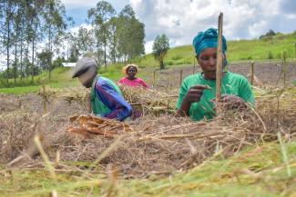 The growers built row coverings for seedlings, which they planted and would transfer to full sun as they reached maturity.