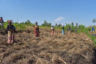 We provided the family with fields and tools where they prepared the ground and began to grow.