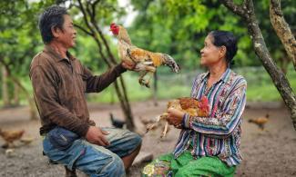 FAMILIES IN CAMBODIA ARE LEARNING HOW TO RAISE CHICKENS, OTHER LIVESTOCK, AND CROPS TO SUPPORT THEIR FAMILIES.