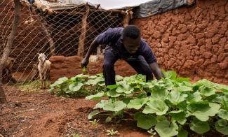 ISMAIL IS WATCHING HIS GARDEN FLOURISH IN THE ARID SAHEL LAND OF AJUONG THOK REFUGEE CAMP IN THE FAR NORTH OF SOUTH SUDAN.