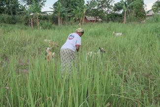 The goats are able to roam free during the day, feeding on grass and fertilizing the land.