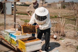 Provide Honeybees